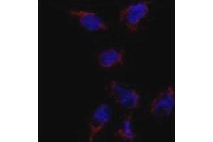 Immunofluorescence analysis of BMP7 antibody and HeLa cells. (BMP7 antibody  (AA 15-44))