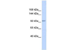 WB Suggested Anti-KCTD19 Antibody Titration:  0. (KCTD19 antibody  (N-Term))