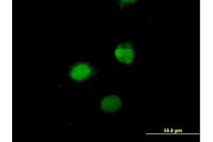 Immunofluorescence of purified MaxPab antibody to SESN3 on HeLa cell. (SESN3 antibody  (AA 1-321))