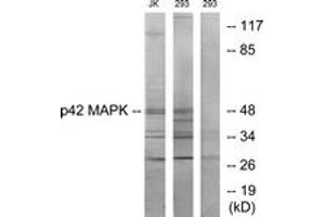 Western blot analysis of extracts from Jurkat/293 cells, using p42 MAPK Antibody.