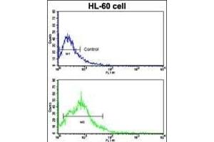 Flow cytometric analysis of HL-60 cells using BACE2 Antibody (Center)(bottom histogram) compared to a negative control cell (top histogram). (BACE2 antibody  (AA 336-365))