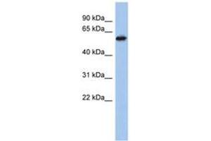 Image no. 1 for anti-Zinc Finger Protein 496 (ZNF496) (AA 431-480) antibody (ABIN6742181)