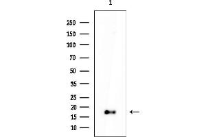 anti-Peroxiredoxin 5 (PRDX5) (C-Term) antibody