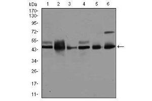 Image no. 2 for anti-Mitogen-Activated Protein Kinase 8 (MAPK8) antibody (ABIN1499314)