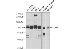 Western blot analysis of extracts of various cell lines, using STAM antibody (ABIN1682903, ABIN3018681, ABIN3018682 and ABIN6220539) at 1:1000 dilution. (STAM antibody  (AA 120-210))