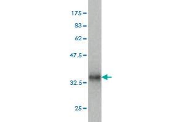 PLGLB2 antibody  (AA 21-96)