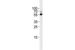 TGF Beta 2 antibody western blot analysis in Raji lysate. (TGFB2 antibody  (AA 277-306))