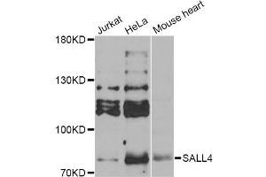 Western blot analysis of extracts of various cell lines, using SALL4 Antibody (ABIN5974283) at 1/1000 dilution. (SALL4 antibody)