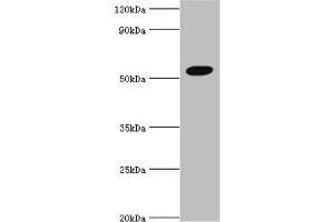Western blot All lanes: Zinc finger protein AEBP2 antibody at 4 μg/mL + Hela whole cell lysate Secondary Goat polyclonal to rabbit IgG at 1/10000 dilution Predicted band size: 55, 53, 34 kDa Observed band size: 55 kDa (AEBP2 antibody  (AA 248-517))