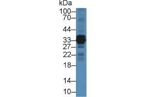 Western blot analysis of Mouse Liver lysate, using Cow CTSS Antibody (2 µg/ml) and HRP-conjugated Goat Anti-Rabbit antibody ( (Cathepsin S antibody  (AA 115-331))