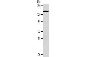 Western Blotting (WB) image for anti-Plexin D1 (PLXND1) antibody (ABIN2433615) (PLXND1 antibody)