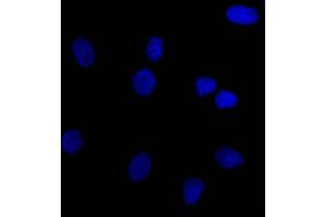 Immunofluorescence (IF) image for anti-Epithelial Cell Adhesion Molecule (EPCAM) (AA 20-60), (N-Term) antibody (ABIN6939991)