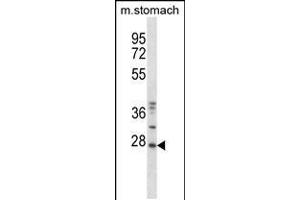 Western blot analysis in mouse stomach tissue lysates (35ug/lane). (TP53RK antibody  (AA 100-128))