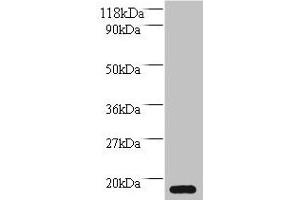 Western blot All lanes: MRFAP1L1 antibody at 2 μg/mL + HepG2 whole cell lysate Secondary Goat polyclonal to rabbit IgG at 1/10000 dilution Predicted band size: 15 kDa Observed band size: 15 kDa (MRFAP1L1 antibody  (AA 1-127))