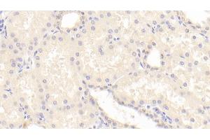Detection of BMP7 in Human Kidney Tissue using Polyclonal Antibody to Bone Morphogenetic Protein 7 (BMP7) (BMP7 antibody  (AA 293-431))
