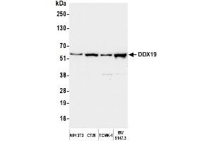 Western Blotting (WB) image for anti-DEAD (Asp-Glu-Ala-As) Box Polypeptide 19B (DDX19B) (C-Term) antibody (ABIN7453856)