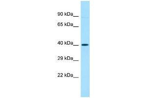 Host: Rabbit Target Name: OR52A5 Sample Type: Placenta lysates Antibody Dilution: 1. (OR52A5 antibody  (C-Term))