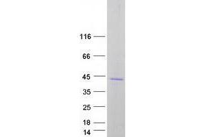 Validation with Western Blot (SLC30A7 Protein (Transcript Variant 2) (Myc-DYKDDDDK Tag))