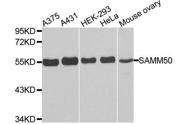 SAMM50 抗体  (AA 1-220)