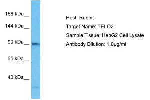 Host: Rabbit Target Name: TELO2 Sample Type: HepG2 Whole Cell lysates Antibody Dilution: 1. (TELO2 antibody  (C-Term))