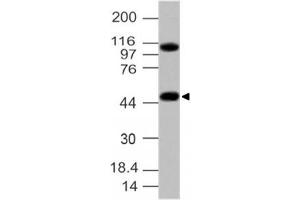 Image no. 1 for anti-G Protein-Coupled Receptor 83 (GPR83) (AA 150-350) antibody (ABIN5027232) (GPR83 antibody  (AA 150-350))