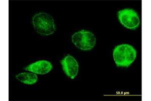 Immunofluorescence of purified MaxPab antibody to PTGES on HeLa cell. (Prostaglandin E Synthase antibody  (AA 1-152))