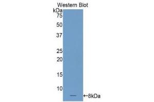 Western Blotting (WB) image for anti-Complement Component 4 Binding Protein, alpha (C4BPA) (AA 548-597) antibody (ABIN3206347) (C4BPA antibody  (AA 548-597))