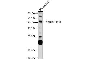 Western blot analysis of extracts of Mouse brain, using Amphiregulin antibody (ABIN3015639, ABIN3015640, ABIN3015641, ABIN1678728 and ABIN6218992) at 1:1000 dilution. (Amphiregulin antibody  (AA 20-252))