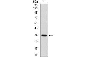 Western Blotting (WB) image for anti-Myogenic Factor 6 (MYF6) (AA 85-150) antibody (ABIN1845795) (MYF6 antibody  (AA 85-150))