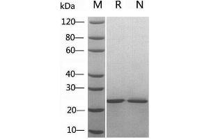 2 μg of FGF-8B, Human  was resolved with SDS-PAGE under reducing (R) and non-reducing (N) conditions and visualized by Coomassie Blue staining.