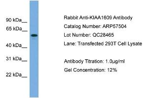 WB Suggested Anti-KIAA1609  Antibody Titration: 0. (KIAA1609 antibody  (Middle Region))