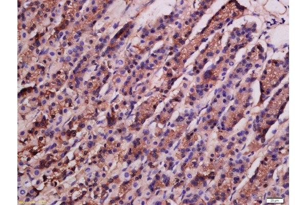 ATG9A antibody  (AA 301-400)