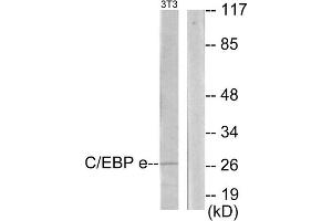 Western blot analysis of extracts from NIH-3T3 cells, using C/EBP epsilon antibody. (CEBPE antibody  (C-Term))