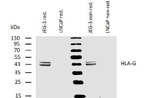 Western blotting analysis of human HLA-G using mouse monoclonal antibody MEM-G/4 on lysates of JEG-3 cell line and LNCaP cell line (negative control) under reducing and non-reducing conditions.