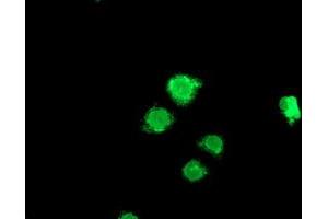 Anti-LPL mouse monoclonal antibody (ABIN2455208) immunofluorescent staining of COS7 cells transiently transfected by pCMV6-ENTRY LPL (RC203766). (Lipoprotein Lipase antibody)