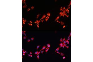 Immunofluorescence analysis of NIH/3T3 cells using PGRMC2 antibody (ABIN7269534) at dilution of 1:100. (PGRMC2 antibody)