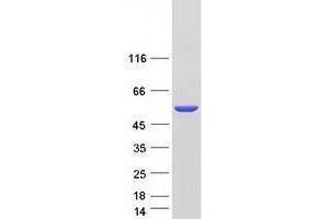 Validation with Western Blot (CSK Protein (Transcript Variant 2) (Myc-DYKDDDDK Tag))
