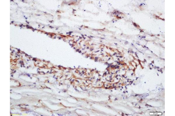 ENOS antibody  (pSer1177)