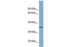 Image no. 1 for anti-UBX Domain Protein 1 (UBXN1) (AA 215-264) antibody (ABIN6741935) (UBXN1 antibody  (AA 215-264))