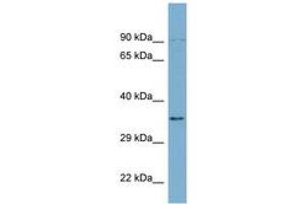 UBXN1 antibody  (AA 215-264)