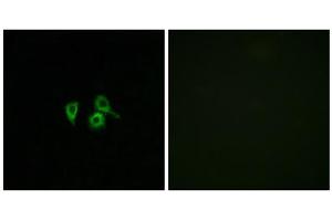 Immunofluorescence analysis of A549 cells, using OR10H4 antibody.