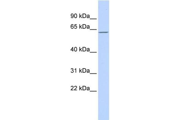 MBD4 antibody  (Middle Region)