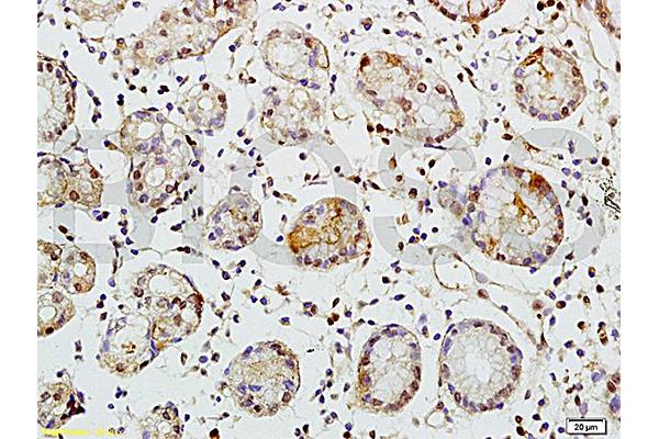 CD248 antibody  (AA 251-350)