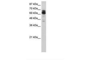 Image no. 1 for anti-Synaptotagmin Binding, Cytoplasmic RNA Interacting Protein (SYNCRIP) (N-Term) antibody (ABIN202832)