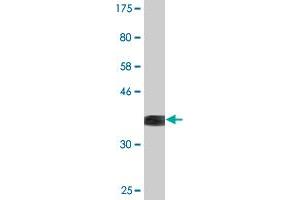 Western Blot detection against Immunogen (36. (NFIX antibody  (AA 291-390))