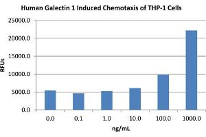 SDS-PAGE of Human Galectin-1 Recombinant Protein Bioactivity of Human Galectin-1 Recombinant Protein. (LGALS1/Galectin 1 Protein)