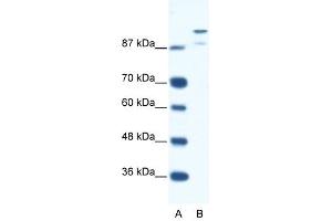 HKR1 antibody (20R-1118) used at 1. (HKR1 antibody  (N-Term))