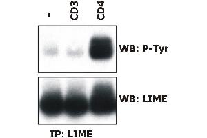 LIME Antikörper  (AA 141-295)