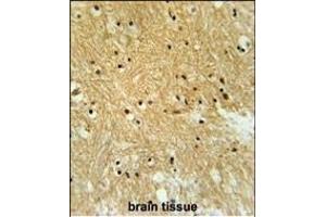 IPO9 Antibody (N-term) (ABIN651754 and ABIN2840388) immunohistochemistry analysis in formalin fixed and paraffin embedded human brain tissue followed by peroxidase conjugation of the secondary antibody and DAB staining.