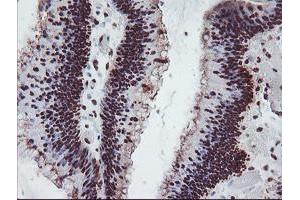 Image no. 1 for anti-Fragile X Mental Retardation 1 (FMR1) (AA 36-279) antibody (ABIN1491454) (FMR1 antibody  (AA 36-279))